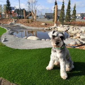 【いぬの足湯ドッグラン】　11/17(月)から冬季休園のご案内